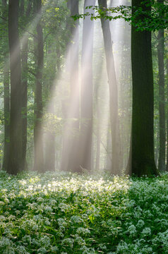 Beautiful morning in forest full of blossoming wild garlic