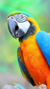 Vibrant blue and gold macaw parrot with an open beak close-up