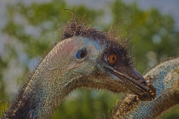 Close-up profile portrait of an emu bird with messy beak © Daniela 
