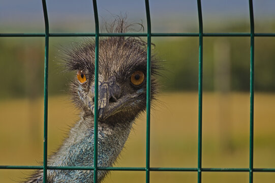 Curious emu bird looking through a green wire fence close-up