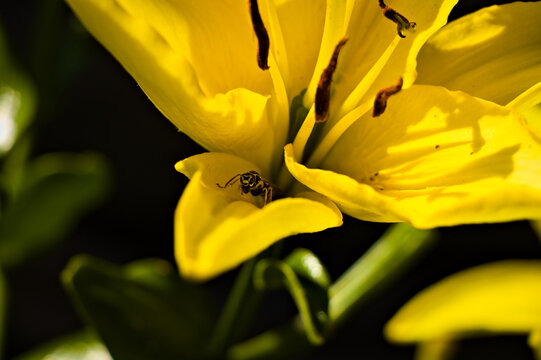 Yellow jacket wasp inside yellow lily flower close-up