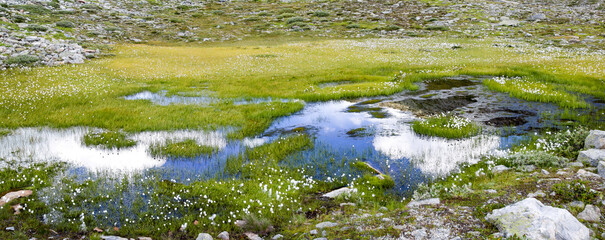 Naklejka premium Alps mountain lake with cottengrass in summer - Maejelensee Lake in Fiesch, Switzerland