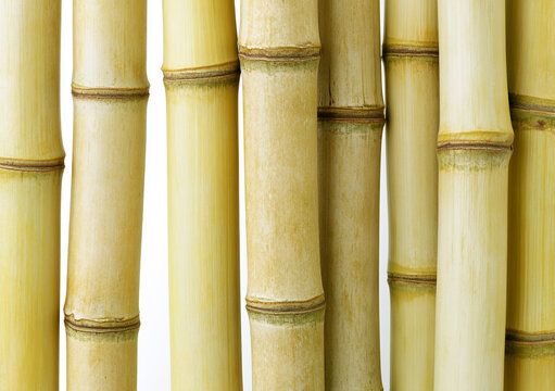Fresh sugarcane stalks isolated on white. Organic sugar cane stems for food production.