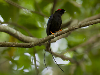Obraz premium long-tailed manakin 