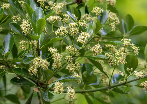 A branch of the Euonymus japonicus shrub with flowers and leaves.