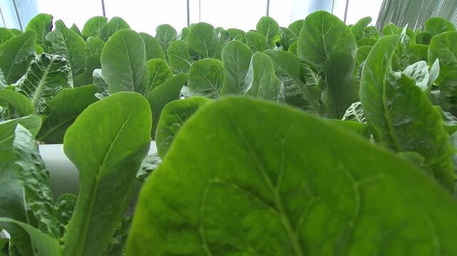 Fresh Lettuce Leaves Growing in Modern Aquaponics Farm, Healthy Green Lettuce Cultivated in Sustainable Hydroponic Greenhouse System, Organic Leafy Vegetable Production with Smart Agriculture.