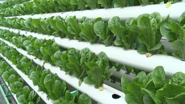 Fresh Lettuce Leaves Growing in Modern Aquaponics Farm, Healthy Green Lettuce Cultivated in Sustainable Hydroponic Greenhouse System, Organic Leafy Vegetable Production with Smart Agriculture.