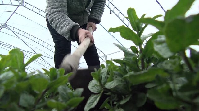 Fresh Lettuce Leaves Growing in Modern Aquaponics Farm, Healthy Green Lettuce Cultivated in Sustainable Hydroponic Greenhouse System, Organic Leafy Vegetable Production with Smart Agriculture.