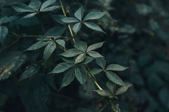 Flower and Leaves with Condensation Details