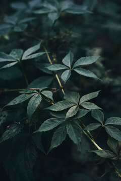Flower and Leaves with Condensation Details