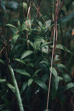 Flower and Leaves with Condensation Details