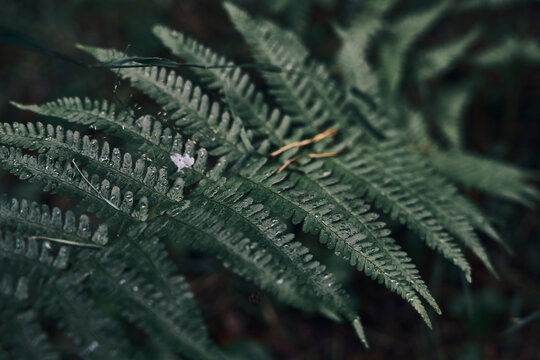 Flower and Leaves with Condensation Details