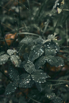 Flower and Leafs with Condensation Detail Macro
