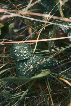 Flower and Leafs with Condensation Detail Macro