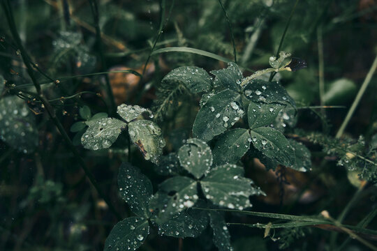 Flower and Leafs with Condensation Detail Macro