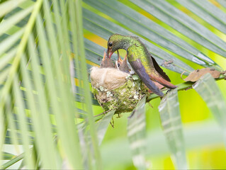hummingbird feeding its chicks  © Jose