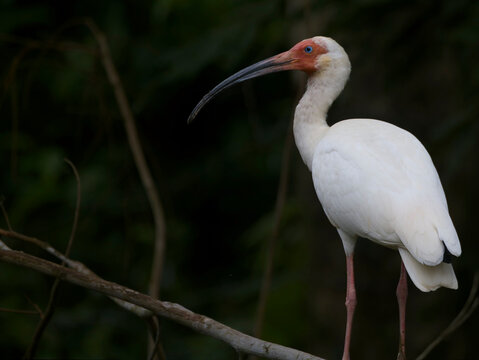white ibis 