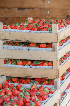 Close-up shot of stacks of rustic wooden crates filled with small cardboard trays of ripe, red strawberries. 