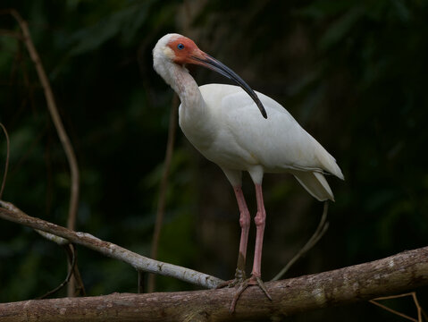 white ibis bird