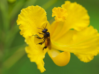 bee on yellow flower © Jose