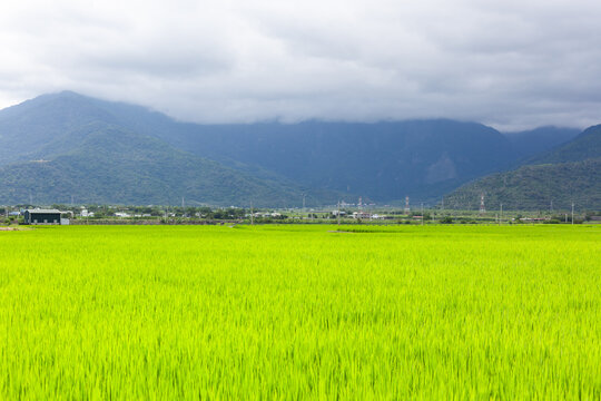 Vibrant green rice paddy field in Chishang, Taiwan. Mountain range under cloudy sky in background. Rural countryside landscape with distant village and lush forest.