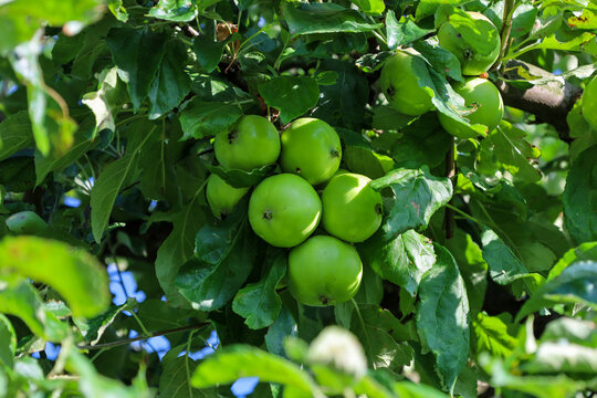 Juicy green apples grow abundantly on a tree branch among lush leaves in a summer orchard. Bright natural light beautifully highlights the freshness of the fruits, creating a perfect atmosphere of fut