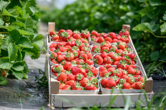 Fresh harvested strawberries in wooden crate on farm field. Wooden crate filled with small cardboard punnets of freshly picked red strawberries.