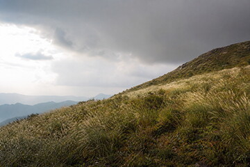 Fototapeta premium 雨上がりの山腹に広がるススキと明るい雲間