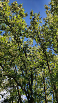 Black locust trees show white blossoms and green foliage reaching towards a clear blue sky, illustrating spring nature with fresh growth and vibrant colors.
