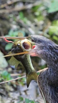 Anhinga Devil Bird Darter Water Turkey with a Fresh Fish Catch in the Florida Everglades 