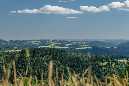 Forest and grass in summer evening near Stare Mesto town in Jeseniky