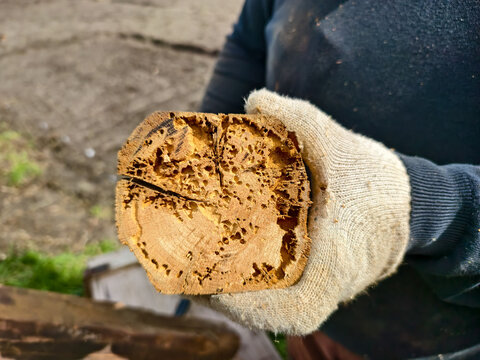 Person wearing work glove holding a piece of firewood with visible holes and tunnels from wood-boring insects, indicating decay and pest infestation.