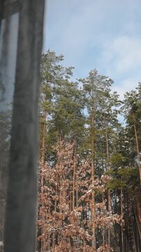 Vertical video. Sunlit pine forest viewed through a home window with gently moving treetops.