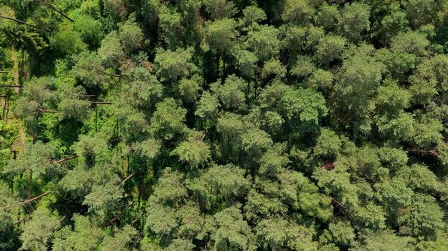 Nature environment. Green tree forest from top, 4k. Summer green tree top in jungle forest. Natural scenery of green forest aerial landscape. Nature landscape. Aerial top view of forest tree