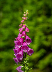Digitalis colors flower blossom green mountains grass in summer day in Jeseniky © luzkovyvagon.cz