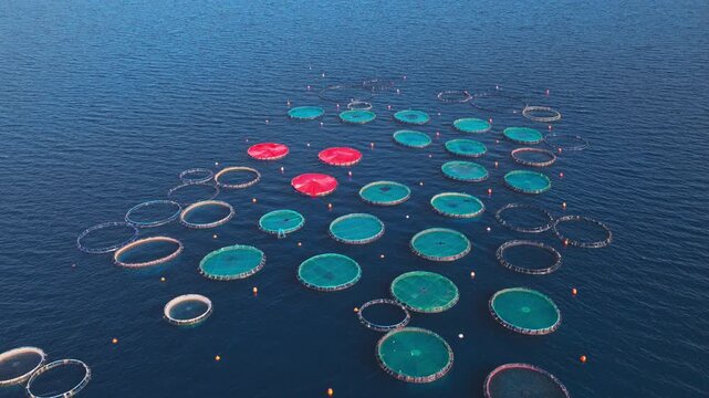 Aerial perspective of a large industrial fish farm with circular net cages floating on the calm blue ocean, a sustainable method for seafood production and commercial aquaculture industry