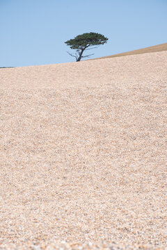 A tree growing besides Chesil Beach Dorset