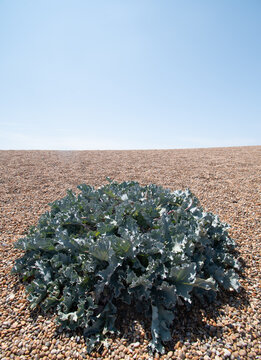 Sea Kale on Chesil Beach Dorset