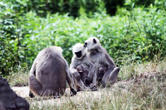 Wild Gray Langurs Nurturing Infants in Nature