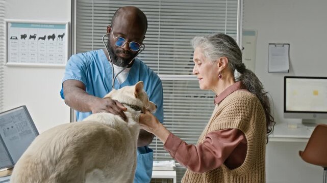 African American middle aged veterinarian examining dog with stethoscope while Caucasian senior woman watching. Ideal for veterinary clinic promos and pet healthcare marketing campaigns