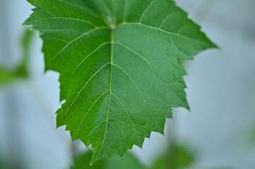 leaves © Adam