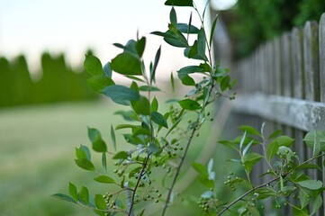aronia © Adam