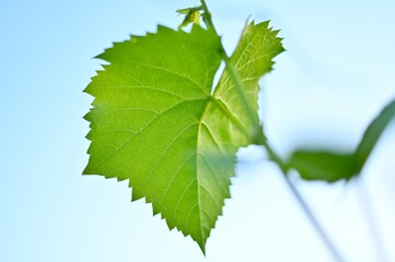 leaves © Adam