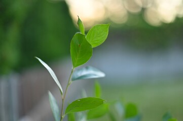 leaves © Adam