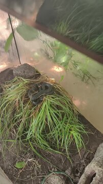 Close-up view of a non-venomous grass snake, natrix natrix, curled up in a ball on a bed of green grass inside its terrarium, showcasing its distinctive yellow collar and dark scales.