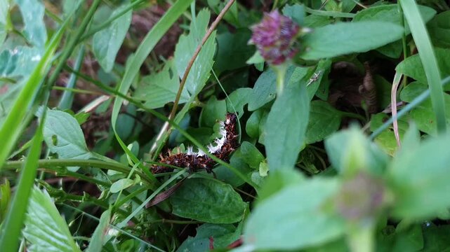 ​Comma Butterfly Caterpillar Carefully Crawling Through Green Grass - Macro Shot