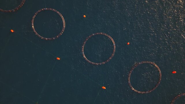 Aerial perspective revealing numerous circular cages of a large aquaculture fish farm for salmon and trout, floating on the tranquil surface of the deep blue ocean during a serene sunset