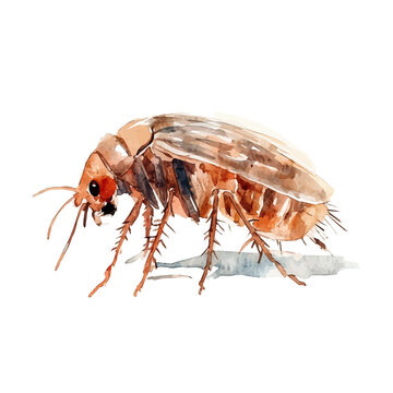 Flea Soft And Charming, charming watercolor clipart, isolated on a white background.