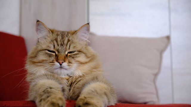 Close-up portrait of cute beloved cat, lounging,  He is a sweet cat who enjoys attention. Relaxing on the sofa and looking happy. funny pets. Calmness, peace, peaceful moment