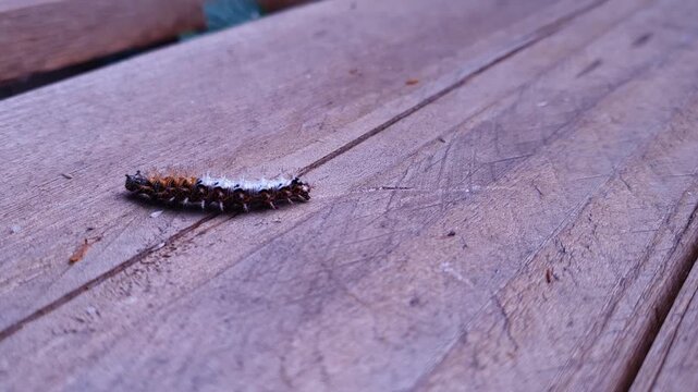 A static macro close-up shot of a Comma butterfly caterpillar (Polygonia c-album) crawling horizontally from right to left across a wooden surface. The sharp focus captures the detailed texture 